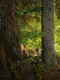Galerie photo Fairy doors 6B-D